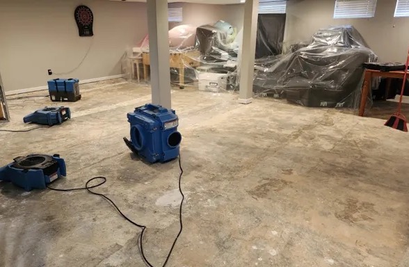 Pet Odor Removal in Mesquite, TX