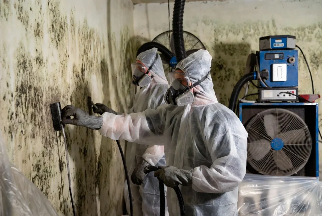 Mold Remediation & Decontamination in Mesquite, TX